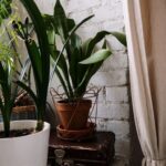 Transform Your Space: The Benefits of Adding Houseplants to Home Décor