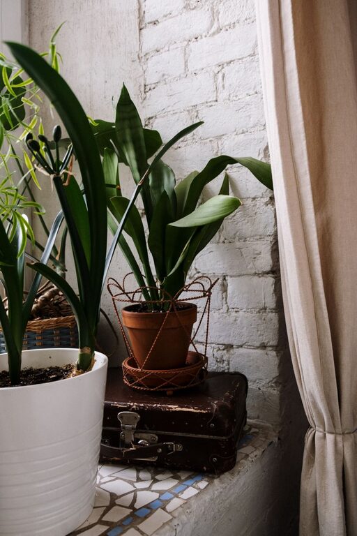 Transform Your Space: The Benefits of Adding Houseplants to Home Décor